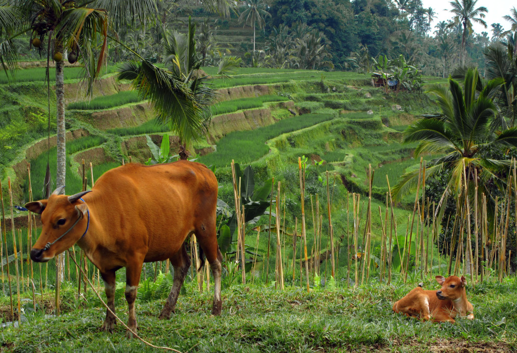 Tabanan Bali rice paddies
