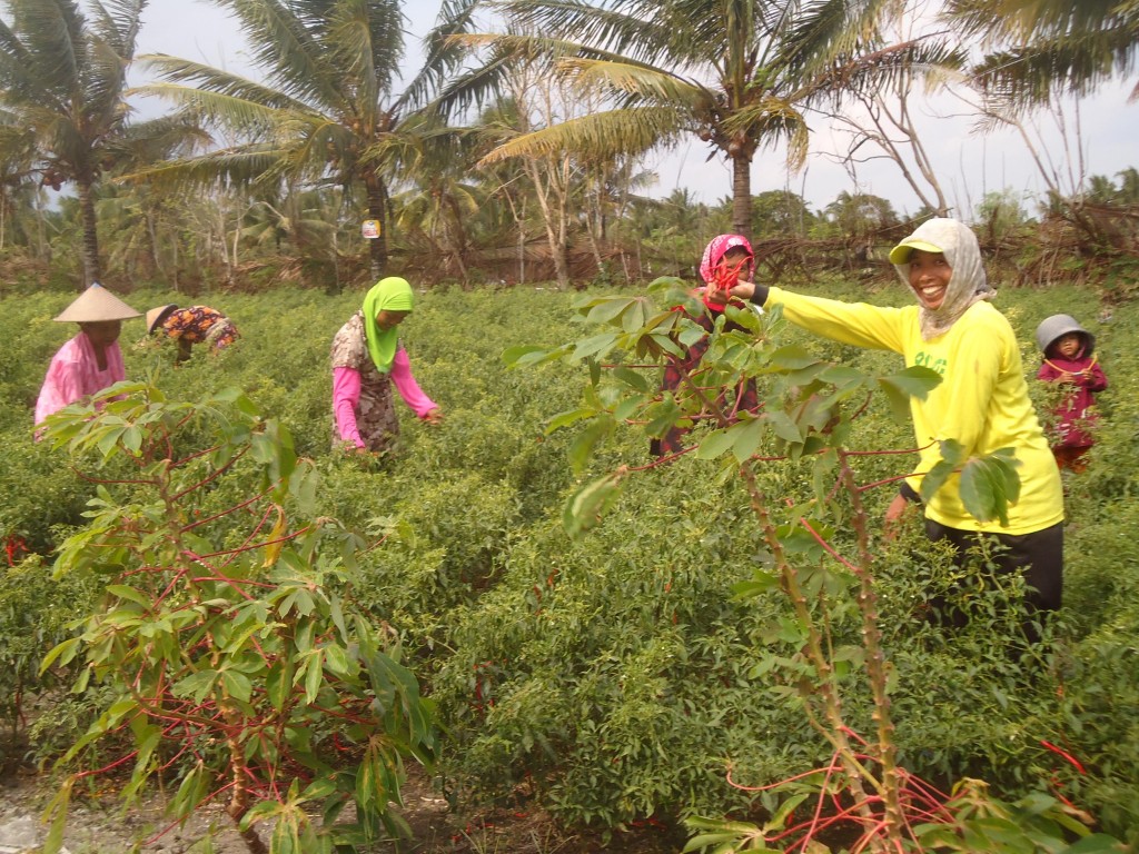 farmers Kulon Progo