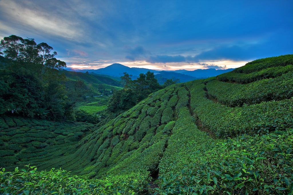 Sg Palas tea plantation at Cameron Highlands, By: Christopher Harriot
