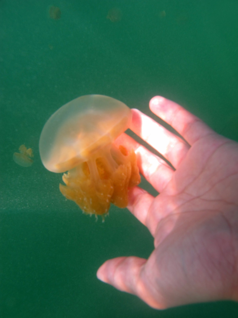 Jellyfish at Kakaban, By: Ario Triwibowo