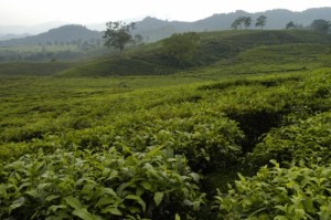 Tea plantation in Lembang, West Java, By: Noorman Wijaksana