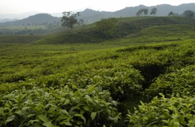 Tea plantation in Lembang, West Java, By: Noorman Wijaksana