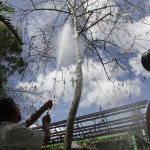 Hosing caterpillars down a tree in Indonesia