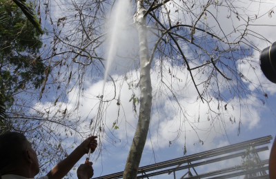 Hosing caterpillars down a tree in Indonesia