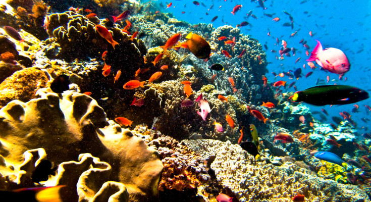 Bunaken underwater splendor
