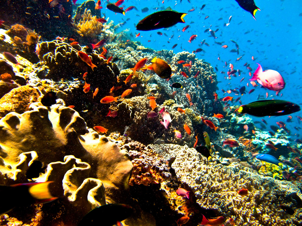 Bunaken underwater splendor