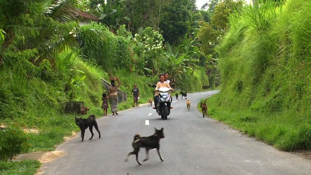 Bali, a playground for dogs, By: Yvette Benningshof