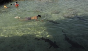 In the Shark Pool, Karimunjawa