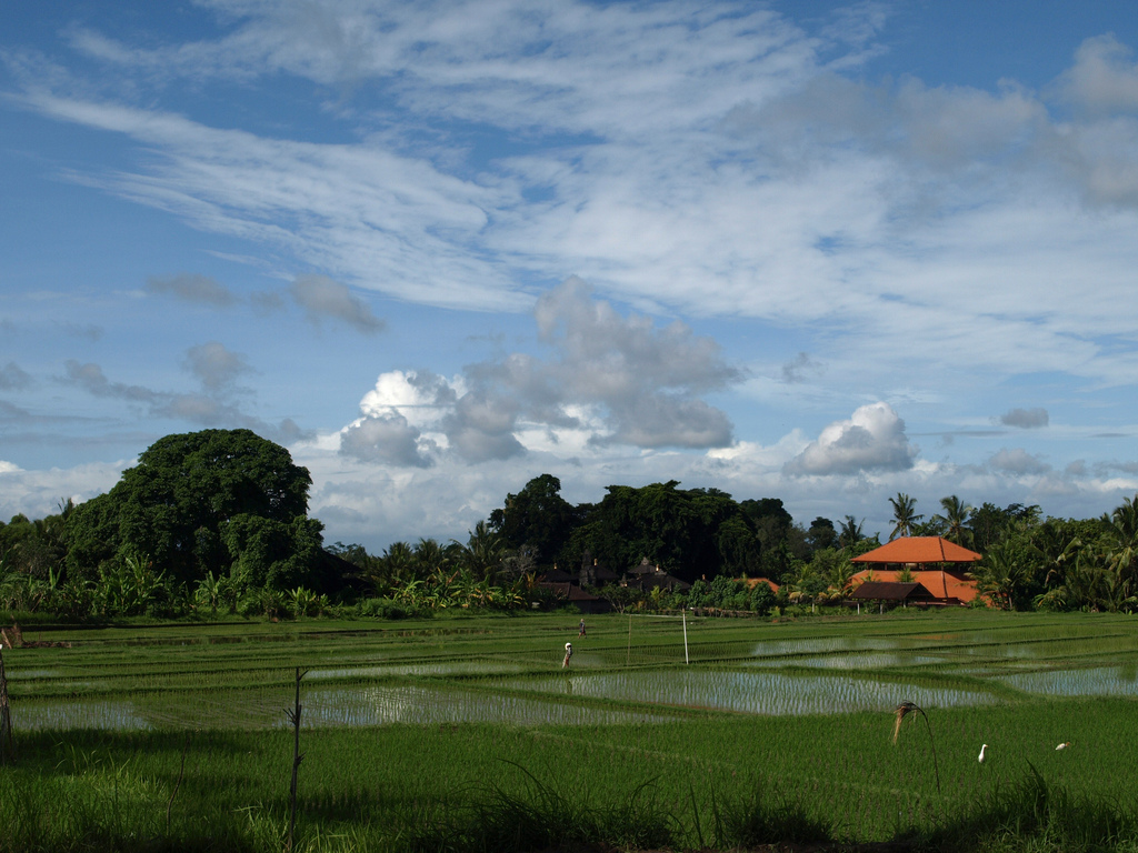 The Subak as Bali's unique rice farming system, By: Grassroots
