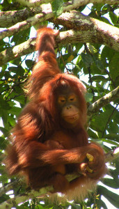 Face to face with an orang utan, By: Barbicanman