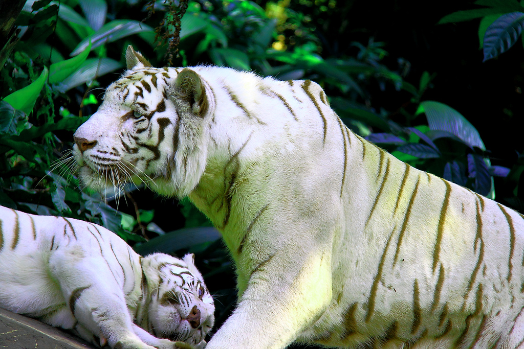 A pair of white tigers at the Singapore Zoo. Double recessive genes produces the pale colour morph, By: Derrick Caluag