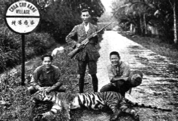 The last tiger was shot in 1930 in Choa Chu Kang, Singapore