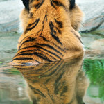 Tiger Singapore