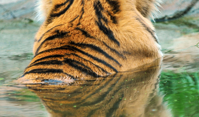 Tiger Singapore