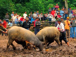 A bullfight in Sumatra, By: viajar24h.com