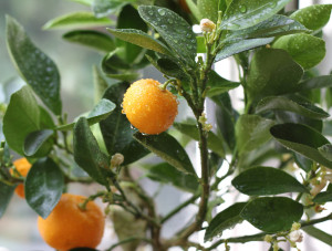 Calamondin tree. You can also get the juice canned, By: Marlon Bunday