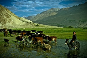 A young Wakhi shepherd from Ghoz Khan, the Wakhan Corridor, with his cattle