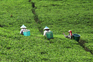 Workers in a tea plantation near Bandung, By: Chen Wu
