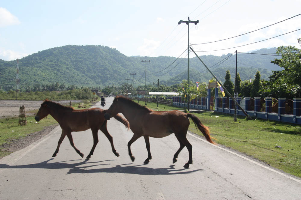 Wilde horses on the Road, By: Ed Caffin