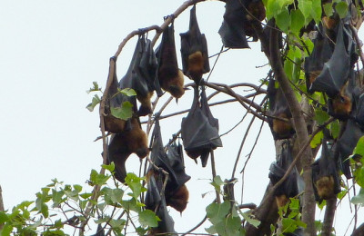 Fruit bats hanging from a tree in Battambang, By: Ronan Crowley