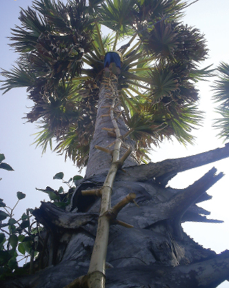 Climbing sugar palm tree on Don Khong, By: Bernie Rosenbloom