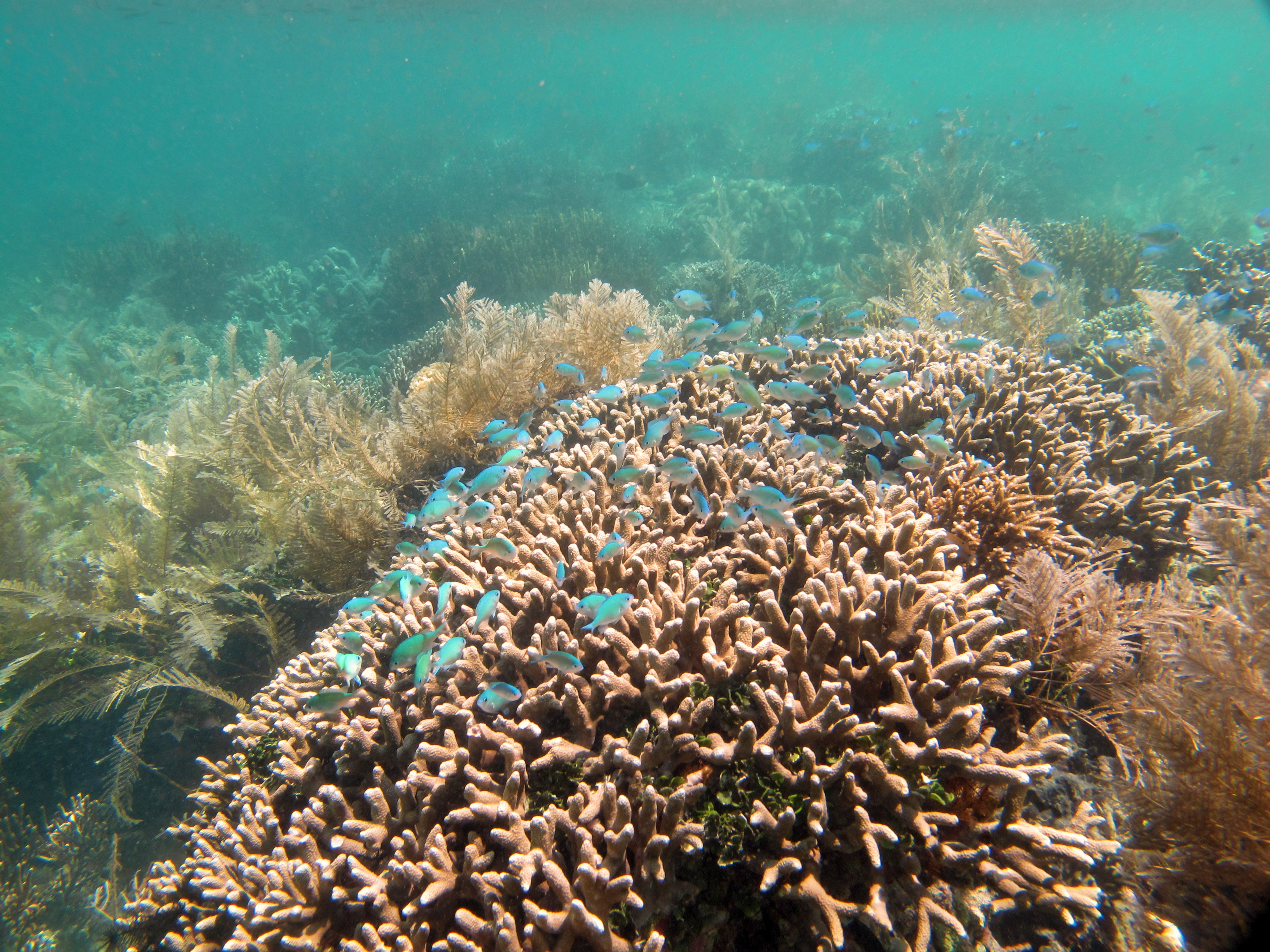 Derawan Islands: Divers' Paradise at the Tip of East Kalimantan - Latitudes