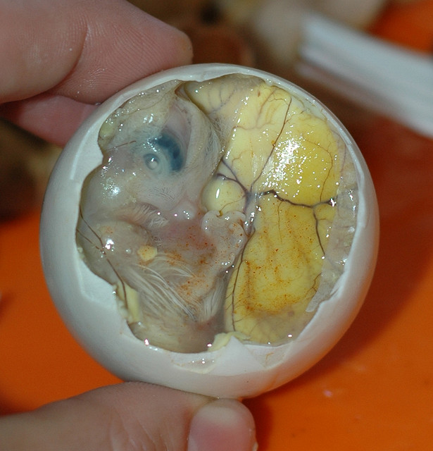 The inside of a balut, By: Marshall Astor