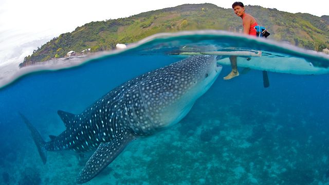 Befriend a whale shark in Oslob, By: Janey