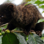 The producer of kopi luwak: the civet cat