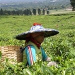 Picking tea Java
