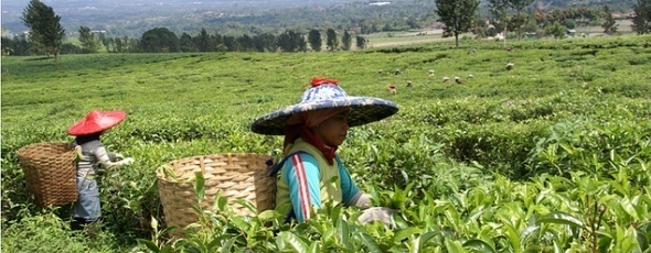 Picking tea Java