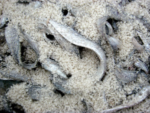 Ikan Asin-Salting