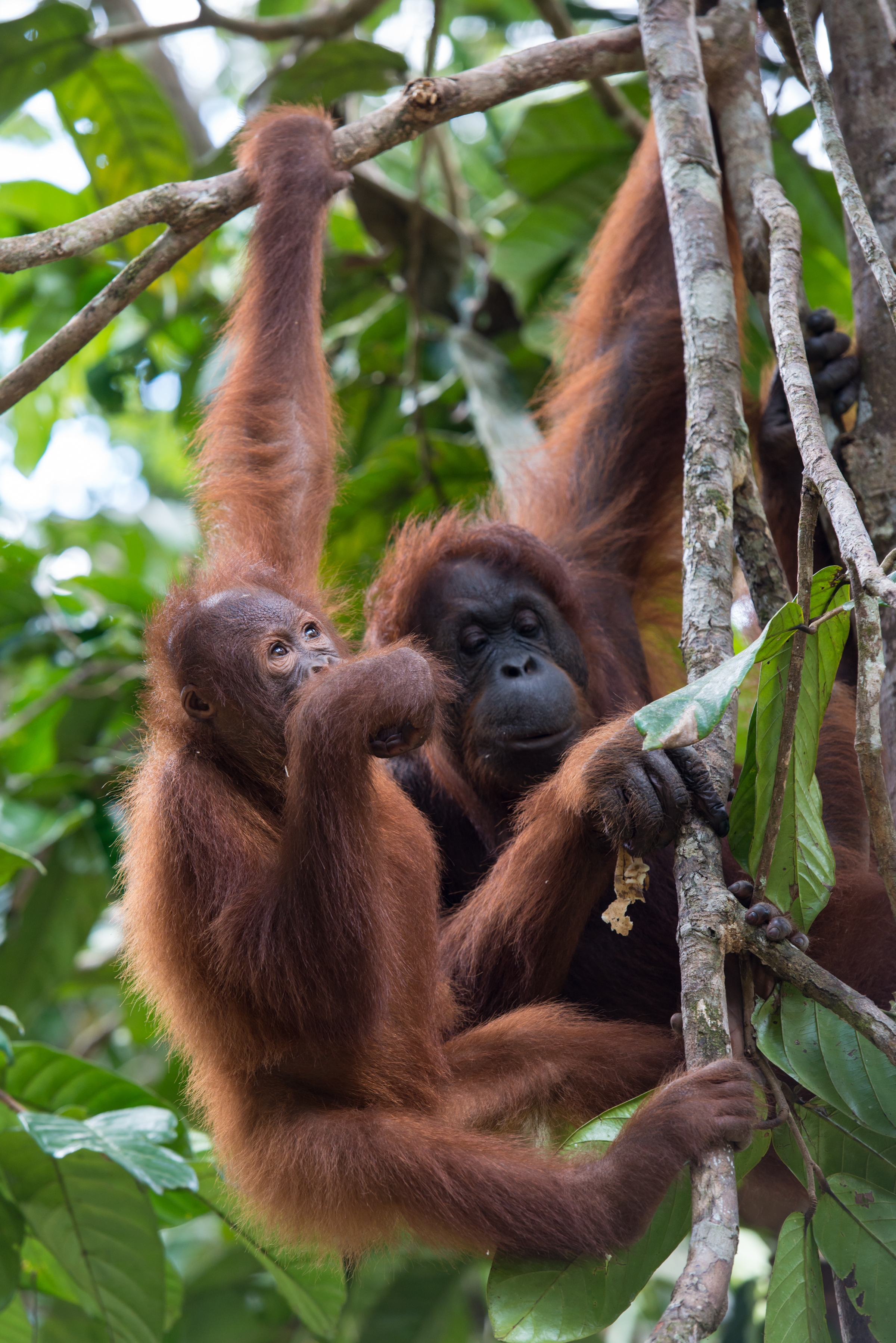 Orangutans: Just Hangin On [1997 TV Movie]