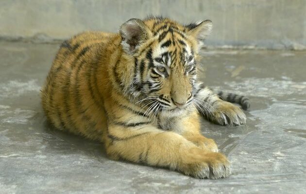 Bangladeshi Zoo Welcomes Bengal Tiger Cubs In Year Of Tiger Latitudes