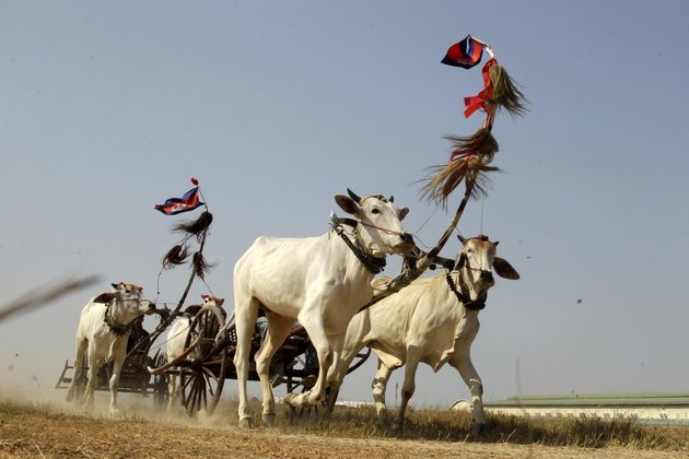 Villagers Revitalize Centuries-old Ox Cart Racing Tradition In Cambodia 